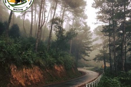 Wander Through the Enchanting Yen Minh Pine Forest: A Nature Lover’s Paradise