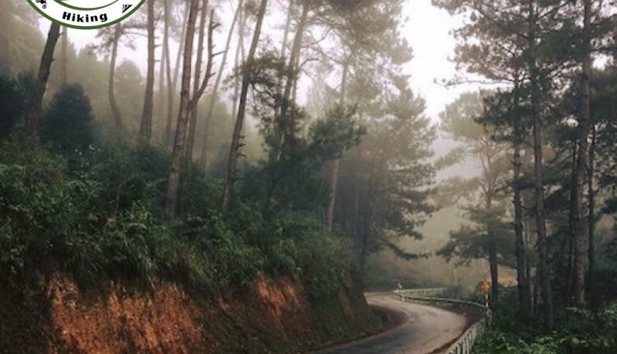 Wander Through the Enchanting Yen Minh Pine Forest: A Nature Lover’s Paradise