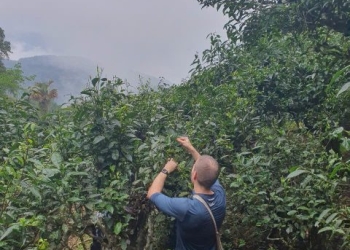 1 Day Ancient Snow Shan Tea Trekking: Dao Eco – Heritage Trail