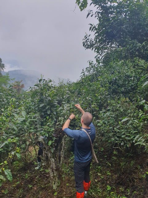 1 Day Ancient Snow Shan Tea Trekking: Dao Eco - Heritage Trail