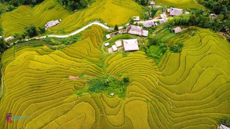 Rizières en terrasses mûres et hameau vus d’en haut, Ha Giang