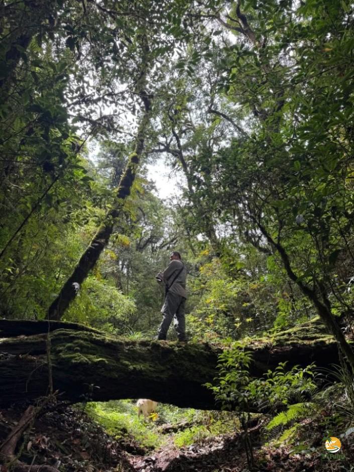 inside primary forest 3 day tay con linh trekking