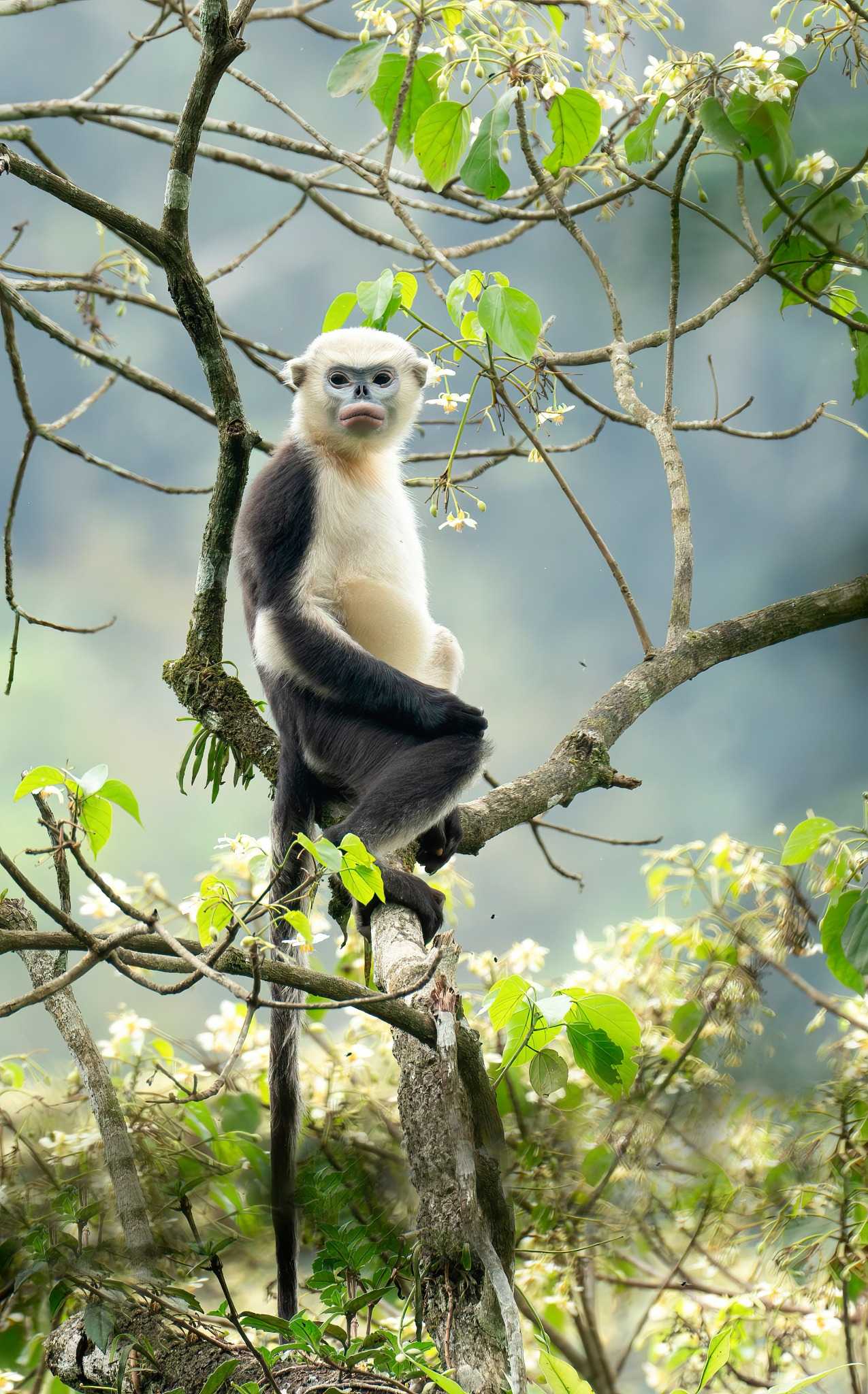Wildlife & Conservation Policy 1 Critically Endangered Tonkin Snub-nosed Monkey