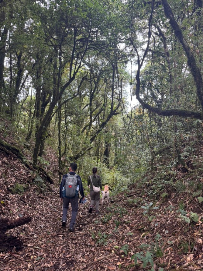 Trekking Tay Con Linh Mountain Discover the Ancient Mossy Forests of Ha Giang