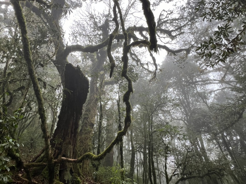Trekking Tay Con Linh Mountain Discover the Ancient Mossy Forests of Ha Giang 10 The landscape inside Tây Côn Lĩnh Mountain