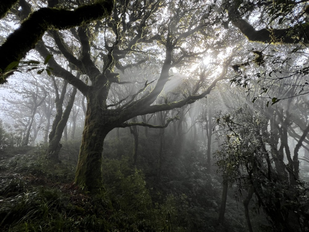 2-day tay con linh trekking primary forest view