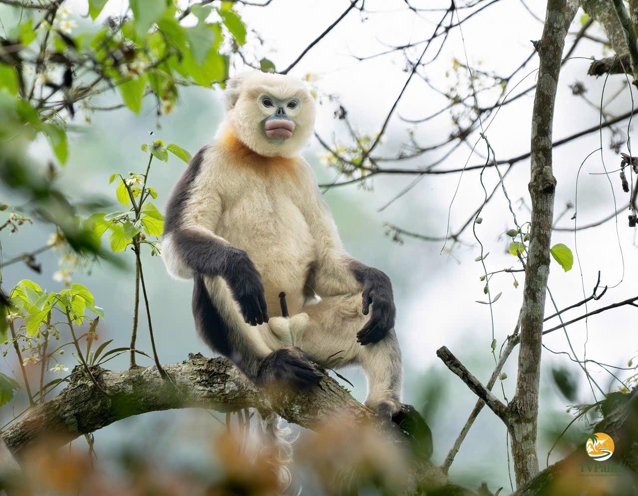Tonkin snub nosed monkey vietnam tour: A guide to Ha Giang’s rarest primate 8 A Tonkin Snub-Nosed Monkey in Deep Reflection
