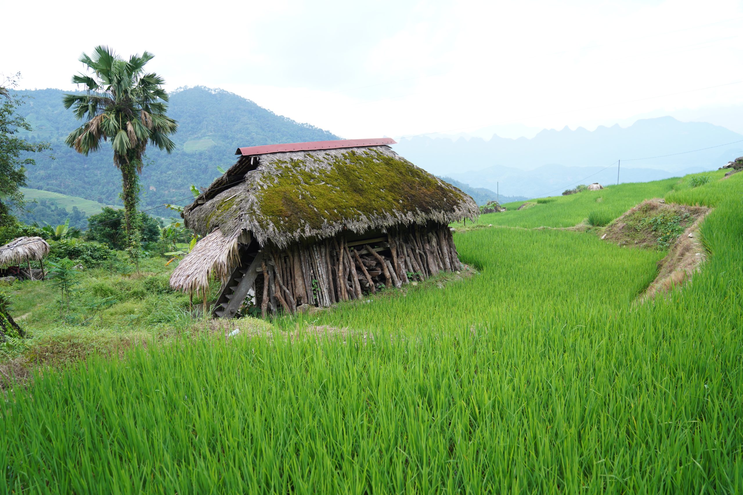 2 Days 1 Night Khuoi My - Xa Phin Village Trekking 2 DSC08165
