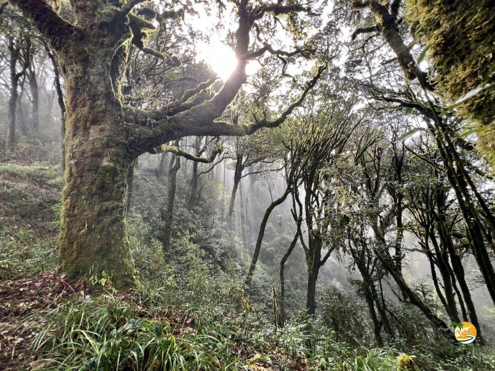 Golden sunbeams through ancient trees during Tay Con Linh mountain climbing