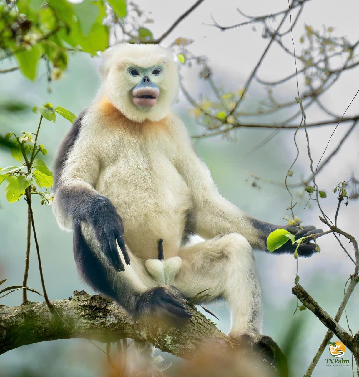 Tonkin snub nosed monkey vietnam tour: A guide to Ha Giang’s rarest primate 6 Majestic Stance of the Tonkin Snub-Nosed Monkey