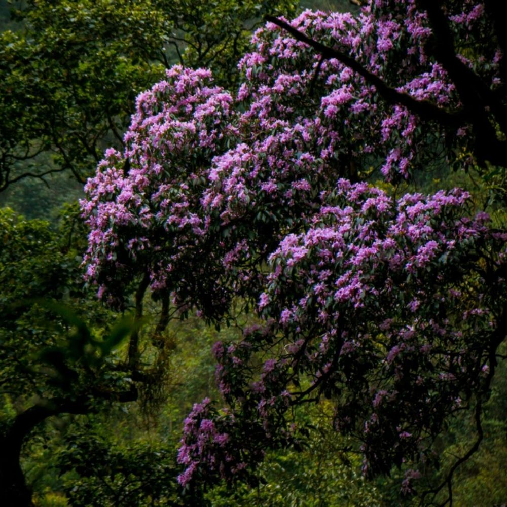 Tay Con Linh Trekking Guide by TVPalm: Discover the Mysterious Frontier 8 Rhododendrons blossoms bloom across the high ridges