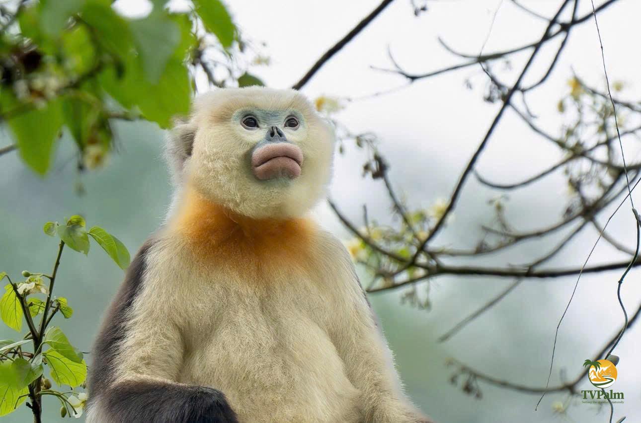 Tonkin snub nosed monkey vietnam tour: A guide to Ha Giang’s rarest primate 7 The Unique Expression of a Tonkin Snub-Nosed Monkey