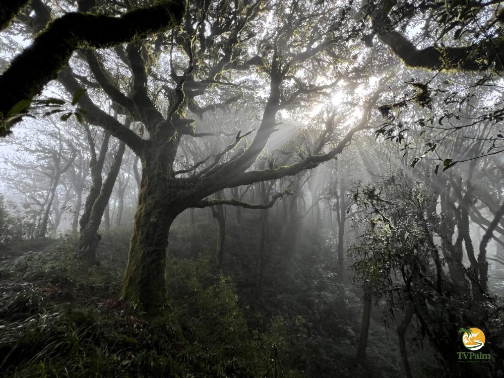 Tay Con Linh Mountain Climbing: The Ultimate Guide to the Roof of Northeast Vietnam 9 The mystical mossy forest encountered while Tay Con Linh mountain climbing