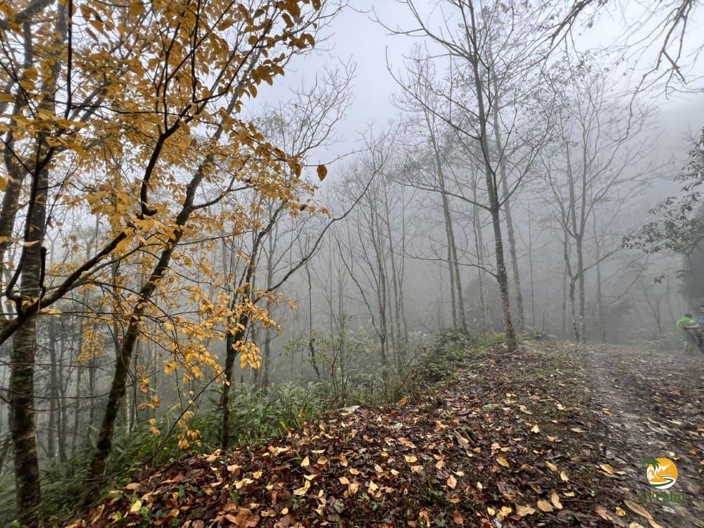 Authentic TVPalm 2-day tay con linh trekking review 2026 10 The poetic autumn mist of Tay Con Linh mountain climbing trails