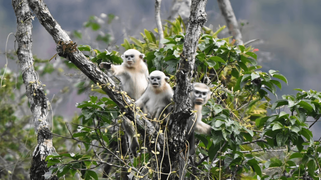 Tonkin Snub-Nosed Monkey tour