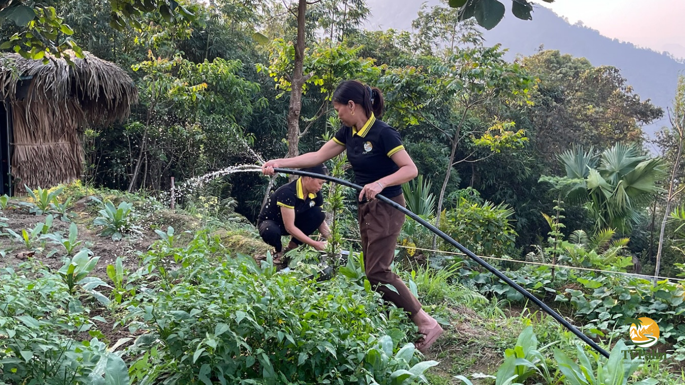 tvpalm-ecolodge