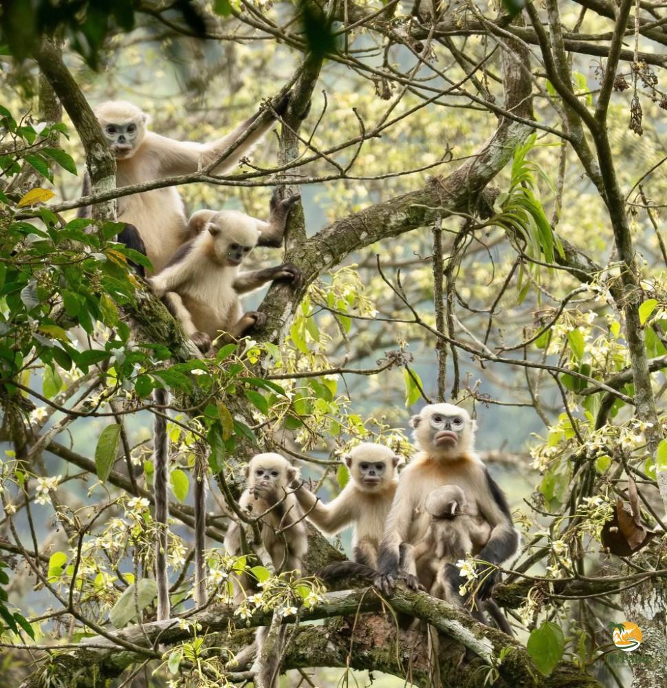 tonkin snub nosed monkey