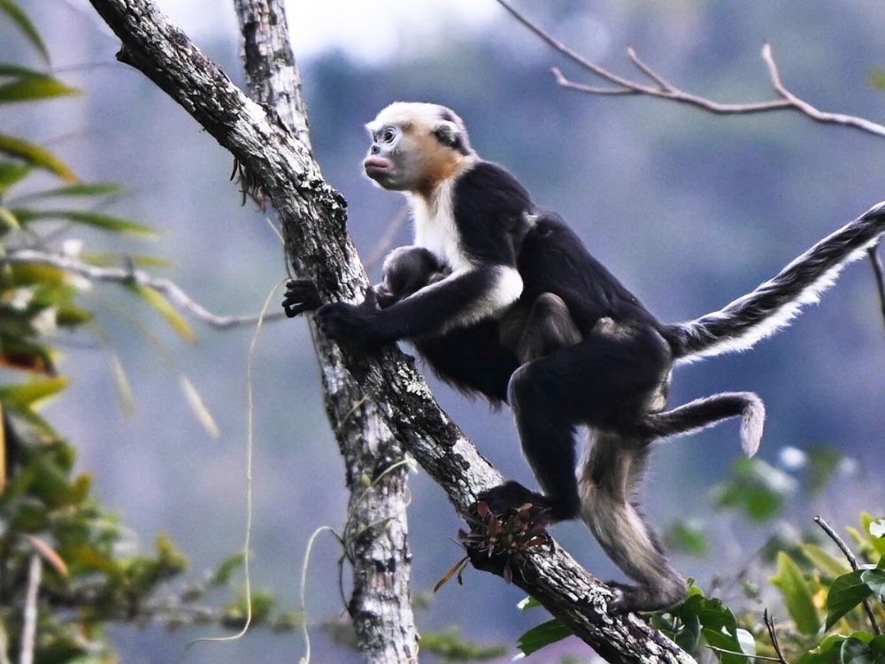 Is trekking to see Tonkin snub-nosed monkeys safe? 8 A Tonkin snub-nosed monkey family