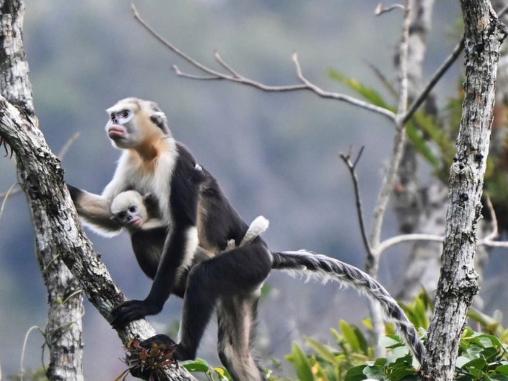 Is trekking to see Tonkin snub-nosed monkeys safe? 10 A mother and baby Tonkin snub-nosed monkey