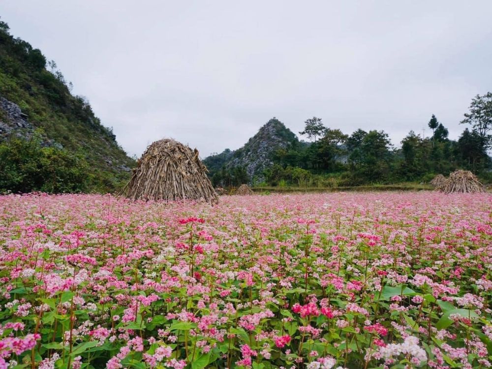 Ha Giang Loop Weather Buckwheat blossom season