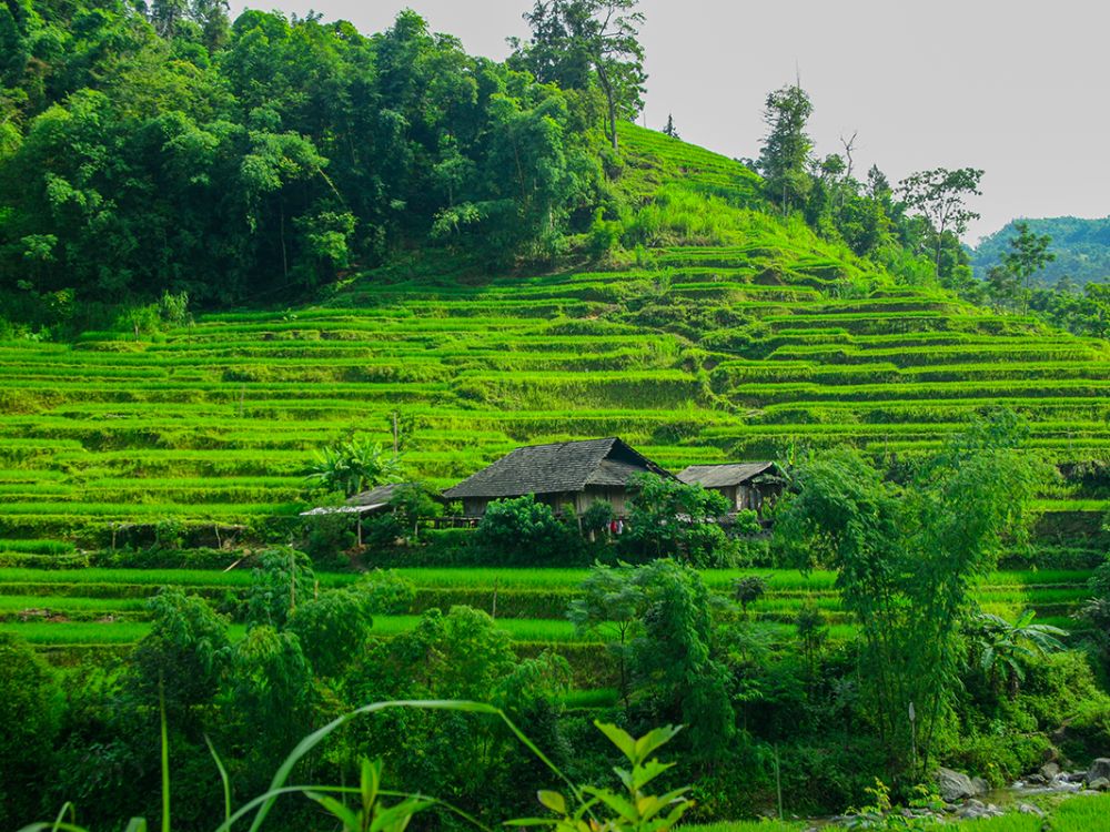 Ha Giang Loop Weather Lush green rice terraces