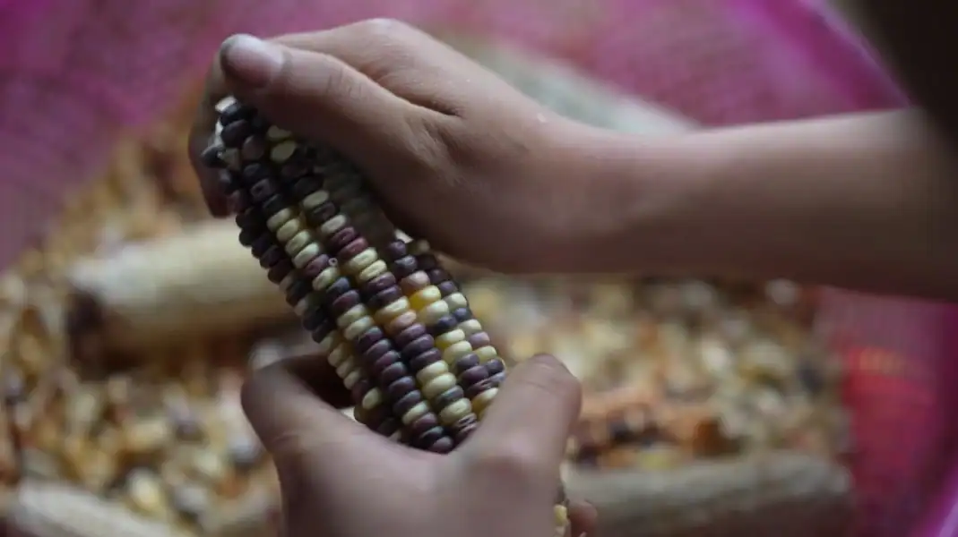 Men Men (Steamed Corn Meal)