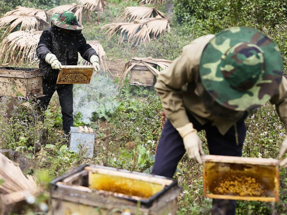Mint honey - Ha Giang specialties to buy as souvenirs
