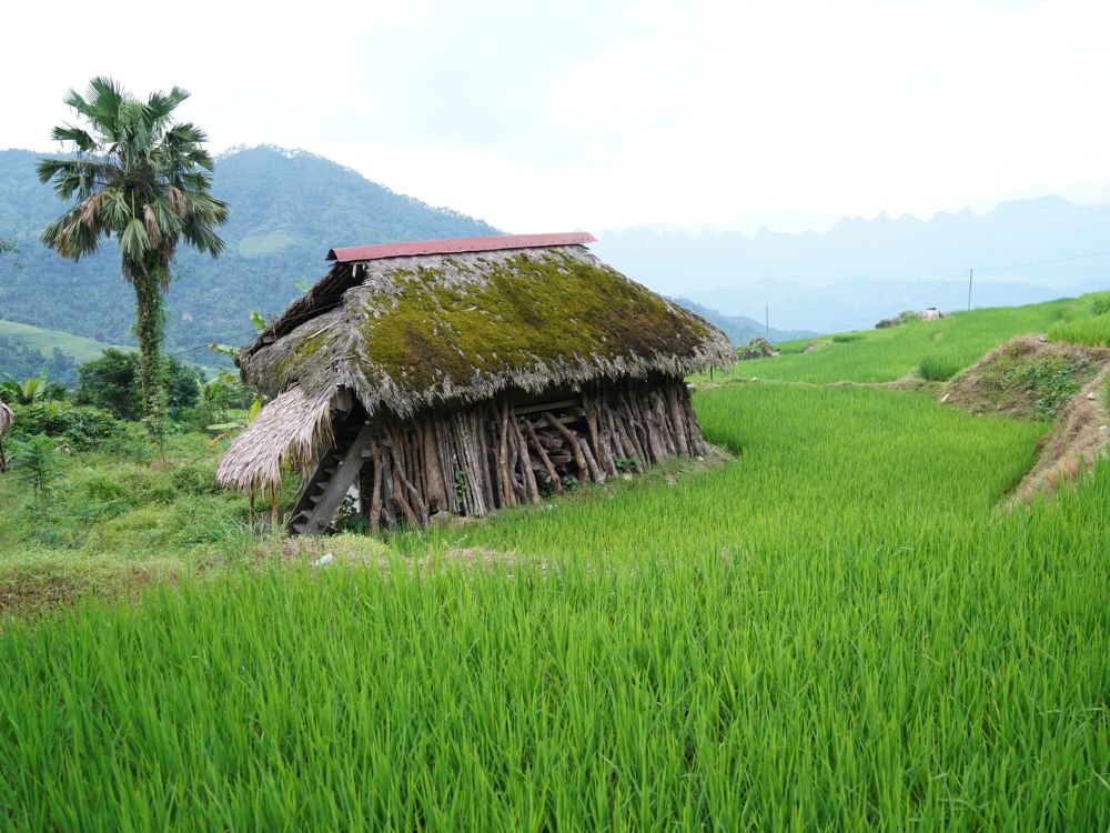 Moss-covered roofs in Khuoi My Village
