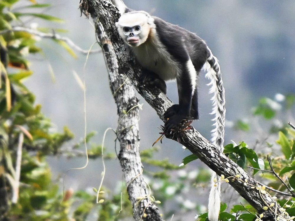 Is trekking to see Tonkin snub-nosed monkeys safe? 6 Photo of a Tonkin snub-nosed monkey climbing a tree