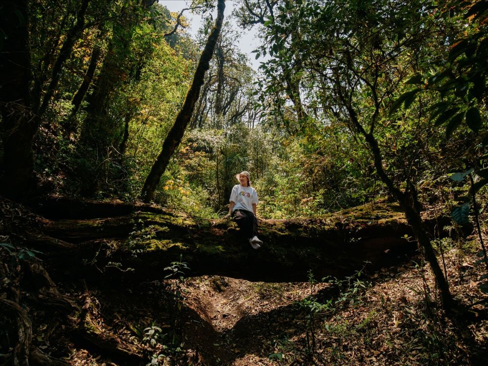 13 Best Photo Spots on Tay Con Linh Summit for Every Traveler 9 Primeval and Mossy Forests - Best photo spots on Tay Con Linh summit