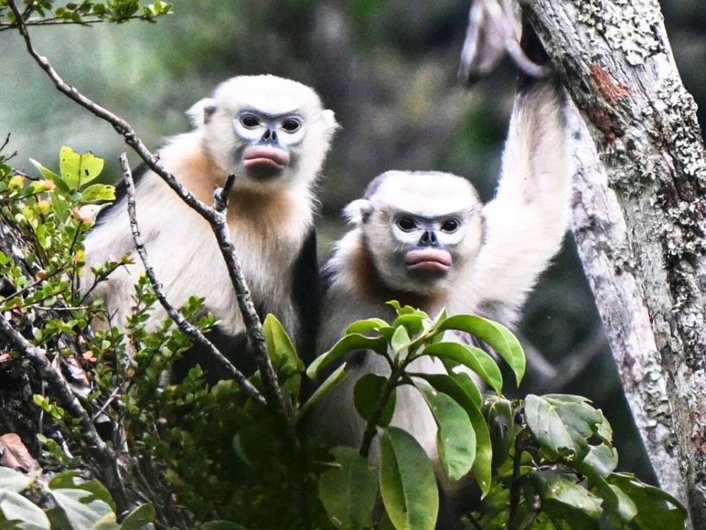 How difficult is the snub-nosed monkey trek? Responsible Tourism Guide 6 Tonkin snub-nosed monkey in Ha Giang