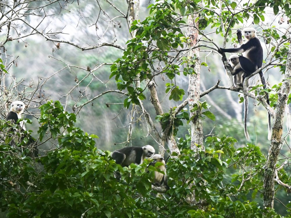 Is trekking to see Tonkin snub-nosed monkeys safe? 9 Tonkin snub-nosed monkey population