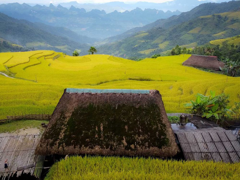 golden harvest season in Khuoi My village