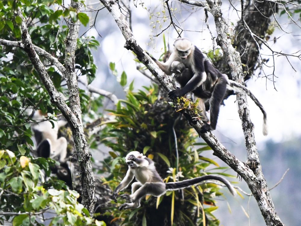 How difficult is the snub-nosed monkey trek? Responsible Tourism Guide 7 trekking routes to see snub-nosed monkeys_ A group of snub-nosed monkeys