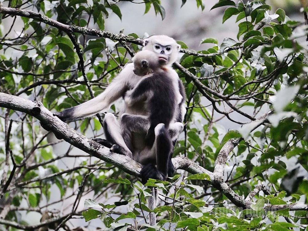 trekking routes to see snub-nosed monkeys_ A snub-nosed monkey and its baby