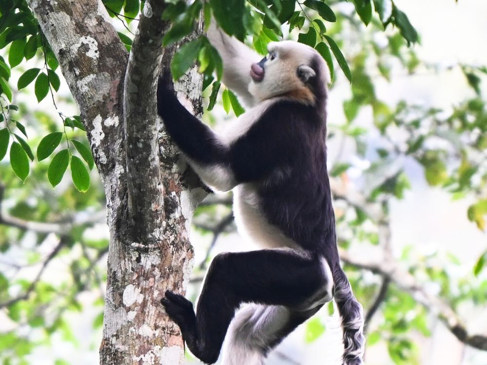How difficult is the snub-nosed monkey trek? Responsible Tourism Guide 8 trekking routes to see snub-nosed monkeys_ A snub-nosed monkey