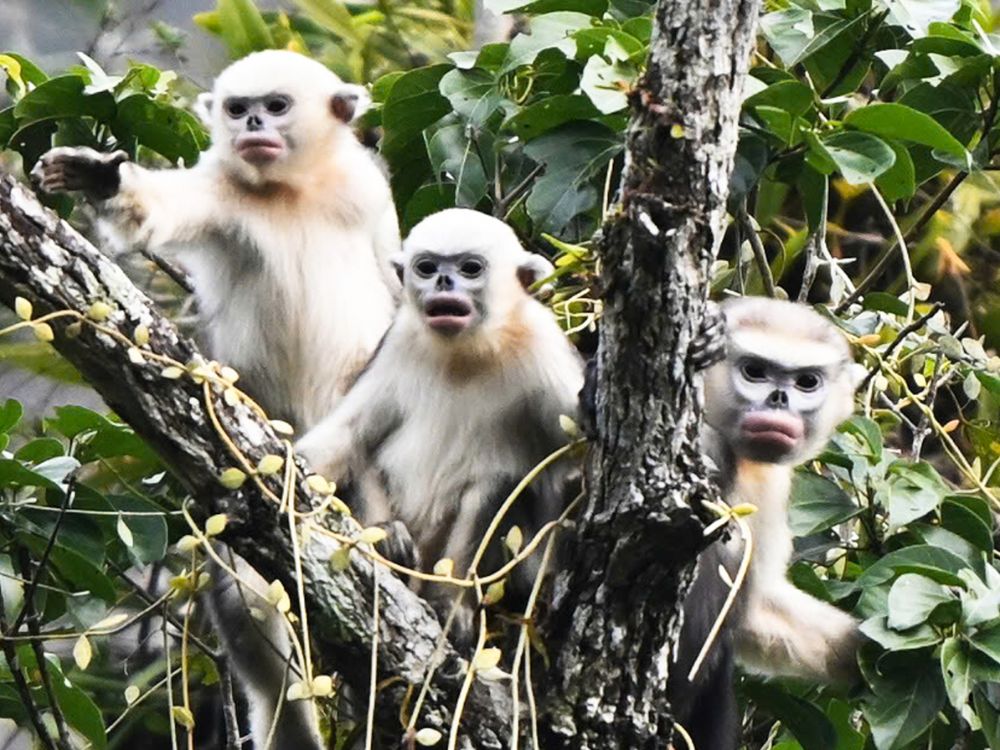 How difficult is the snub-nosed monkey trek? Responsible Tourism Guide 5 trekking routes to see snub-nosed monkeys_ The snub-nosed monkey family