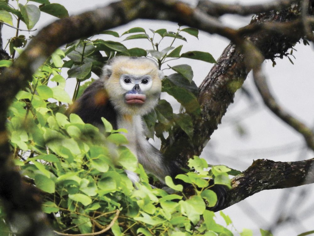 trekking routes to see snub-nosed monkeys_ Tonkin snub-nosed monkeys in Ha Giang