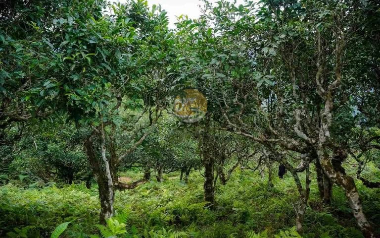 Ancient Shan Tuyet tea trees, unpruned and lichen-covered, in the old tea forest above Na Thac on Tay Con Linh, Ha Giang