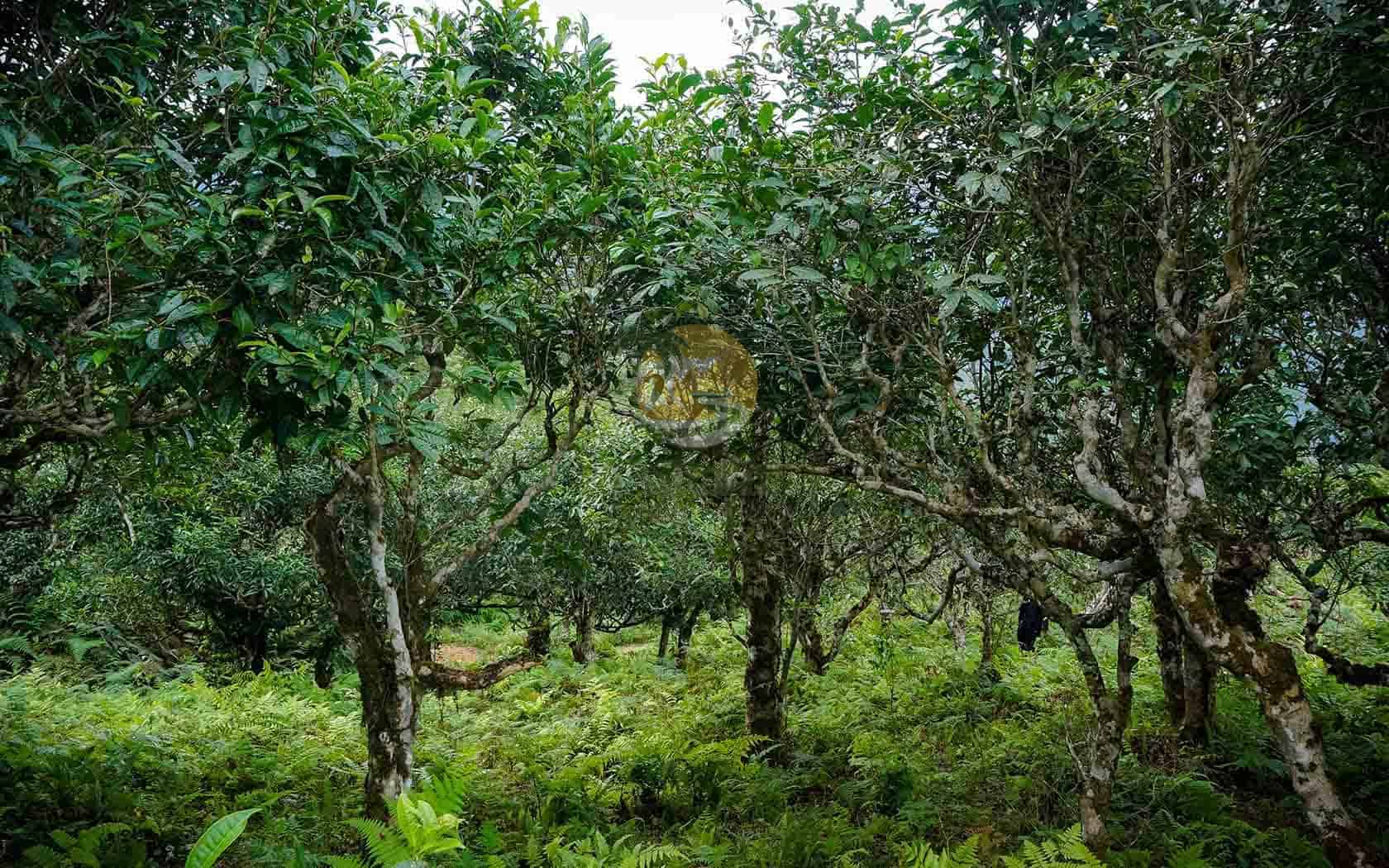 1 Day Ancient Snow Shan Tea Trekking