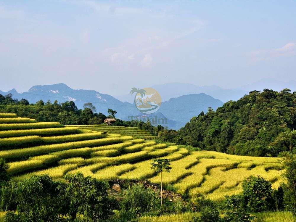 Beautiful terraced rice fields, Ha Giang loop tour 7 days