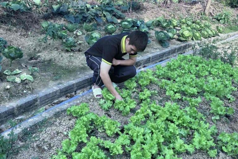 Palm Eco Garden Vegetables