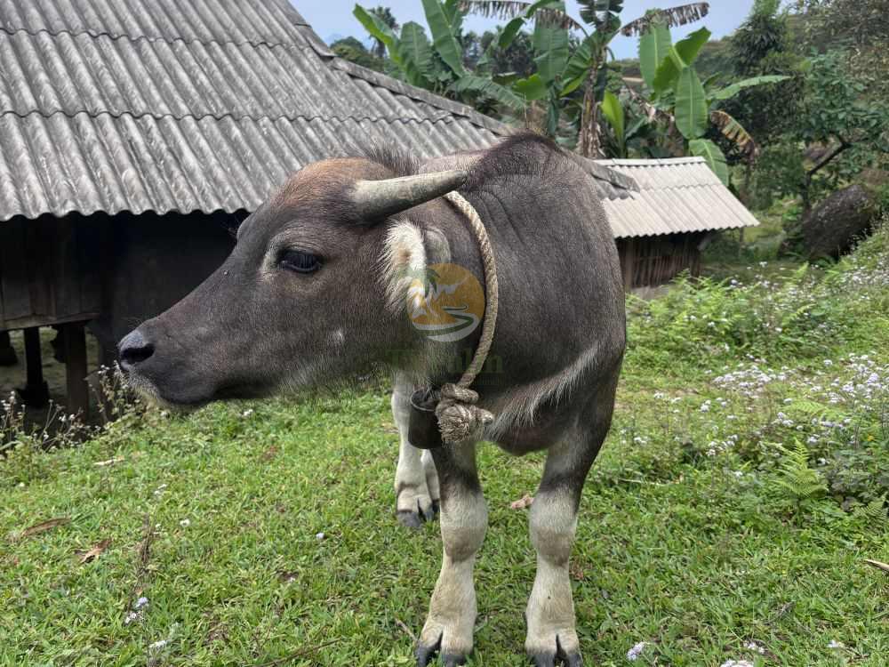Close-up of a water buffalo, 2 Days 1 Night Khuoi My - Xa Phin trekking encounter