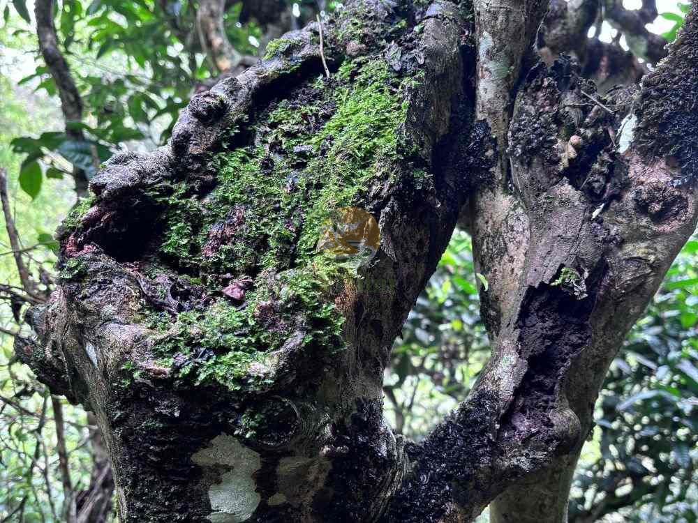 Close up of bark on a centuries old ancient snow shan tea tree