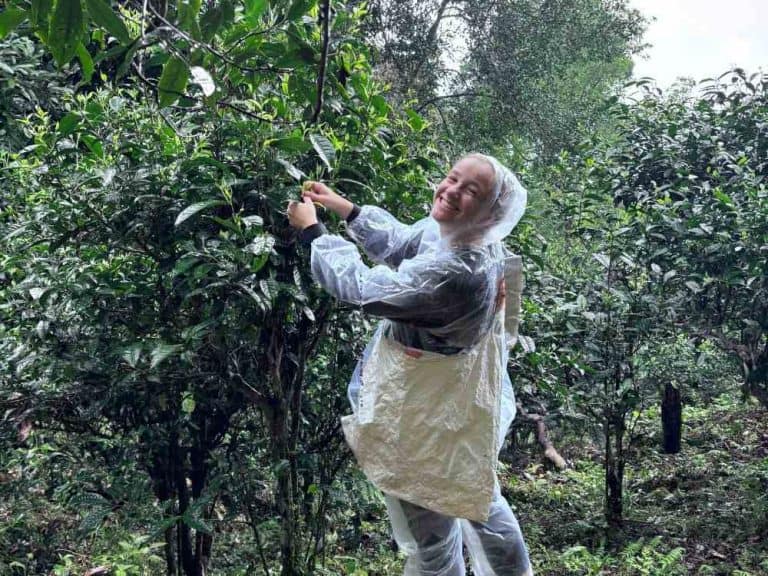 Harvesting Ancient Shan Tea
