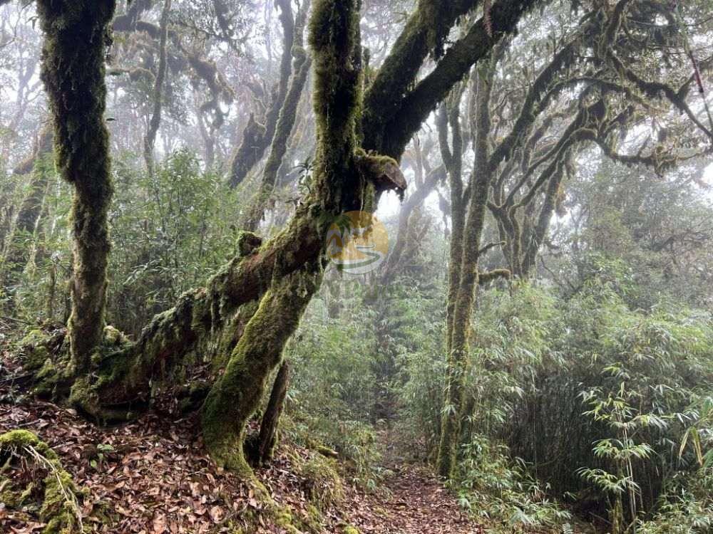 Exploring the dense, foggy primeval forest during a 2-day Tay Con Linh trekking trip