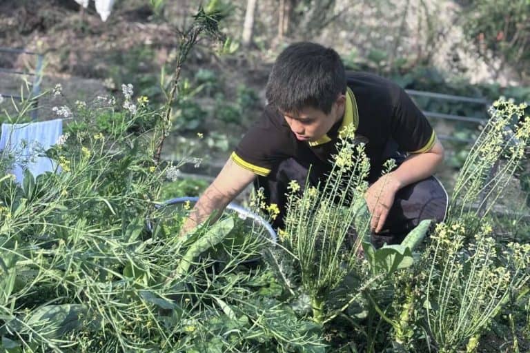 Fresh organic vegetables ready for harvest at Palm Eco-Garden