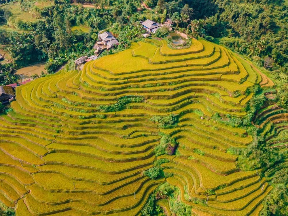 Golden Terraced Fields