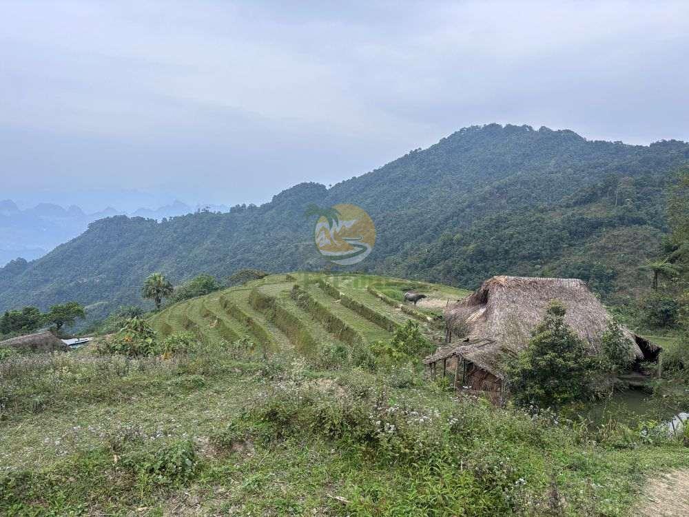 Green terraced rice fields in Xa Phin, 2 Days 1 Night Khuoi My - Xa Phin itinerary