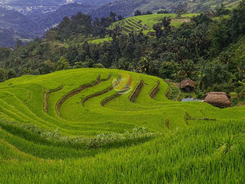 Green terraced rice fields in a Ha Giang Loop tour 4 days